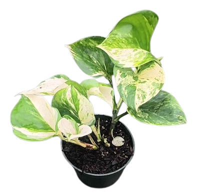 Manjula